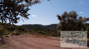 Detalle de Finca de olivos autóctonos en Calaceite con buen acceso