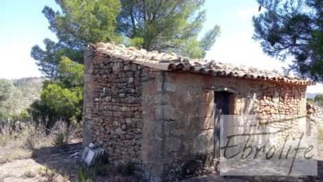 Finca de olivos autóctonos en Calaceite