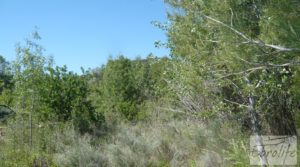 Foto de Finca rodeada de bosques en Batea con regadío