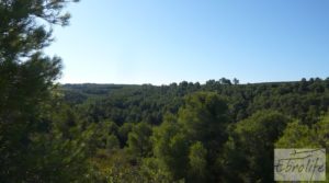 Vendemos Finca rodeada de bosques en Batea con regadío por 70.000€