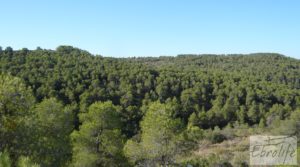 Finca rodeada de bosques en Batea en oferta con regadío