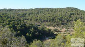 Finca rodeada de bosques en Batea a buen precio con regadío