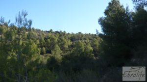 Vendemos Finca rodeada de bosques en Batea con regadío