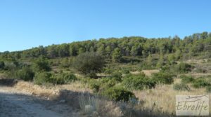 Vendemos Finca rodeada de bosques en Batea con regadío por 70.000€