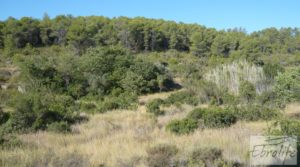 Foto de Finca rodeada de bosques en Batea en venta con regadío