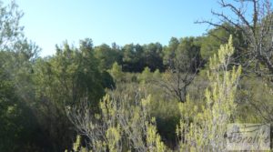 Foto de Finca rodeada de bosques en Batea en venta con regadío por 70.000€