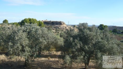 Olivar en la huerta de Caspe.