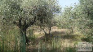 Olivar en la huerta de Caspe. a buen precio con regadío