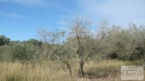 Foto de Olivar en la huerta de Caspe. con regadío