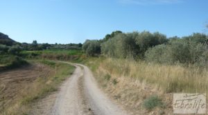 Foto de Olivar en la huerta de Caspe. con regadío