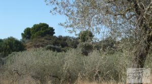 Se vende Olivar en la huerta de Caspe. con regadío