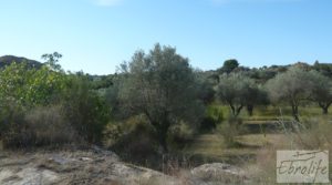 Olivar en la huerta de Caspe. a buen precio con regadío por 10.000€