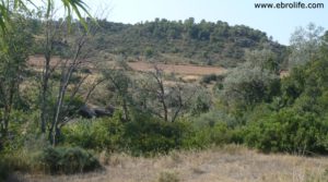 Foto de Torre en la Zaragozeta Caspe en venta con masía