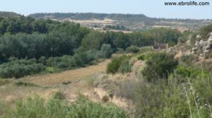 Se vende Torre en la Zaragozeta Caspe con olivos por 120.000€