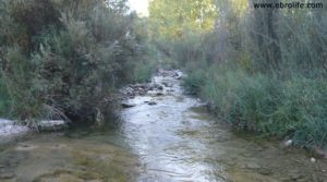 Foto de Masico en el rio Matarraña Mazaleón con olivos por 25.000€