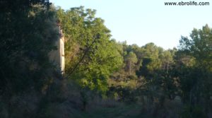 Foto de Masico en el rio Matarraña Mazaleón con higueras