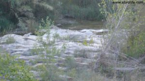 Foto de Masico en el rio Matarraña Mazaleón con olivos