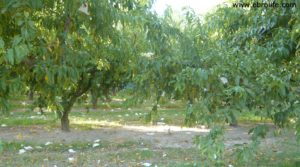 Terreno de huerta en Caspe en venta con huerta