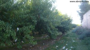 Foto de Terreno de huerta en Caspe en venta con huerta por 18.000€