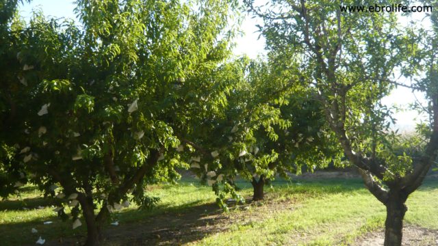 Terreno de huerta en Caspe