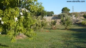 Foto de Terreno de huerta en Caspe con frutales por 18.000€