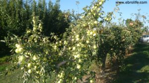 Terreno de huerta en Caspe para vender con electricidad