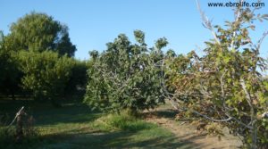 Terreno de huerta en Caspe en venta con frutales