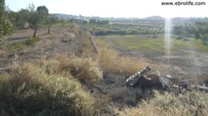 Terreno de huerta en Caspe a buen precio con electricidad