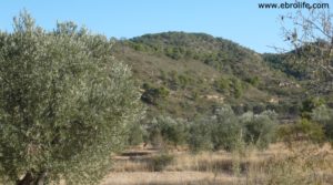 Olivar con masía en Nonaspe en oferta con olivos centenarios por 18.000€