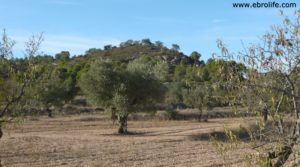 Vendemos Olivar con masía en Nonaspe con olivos centenarios por 18.000€