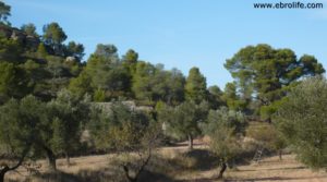 Olivar con masía en Nonaspe en venta con pinares