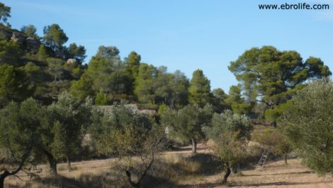 Olivar con masía en Nonaspe