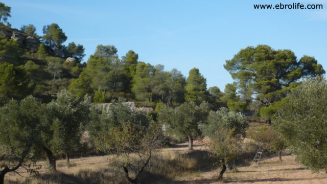 Olivar con masía en Nonaspe