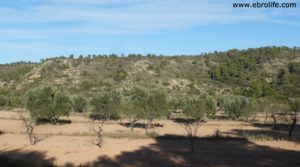 Se vende Olivar con masía en Nonaspe con pinares