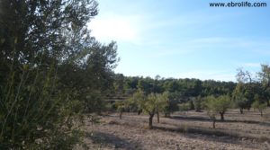 Olivar con masía en Nonaspe en venta con pinares