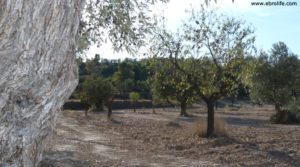 Foto de Cabaña en Nonaspe con almendros