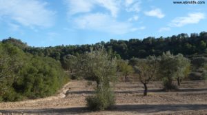 Vendemos Cabaña en Nonaspe con bosque por 9.000€