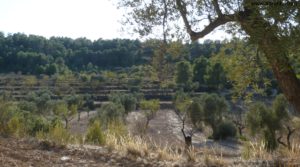 Cabaña en Nonaspe en oferta con almendros