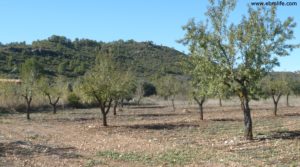 Foto de Masía en el rio algars Calaceite en venta con olivos por 42.000€