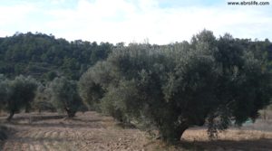 Olivar Con Masía en Maella en venta con viñas