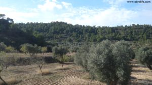 Detalle de Olivar Con Masía en Maella con pinares por 56.000€