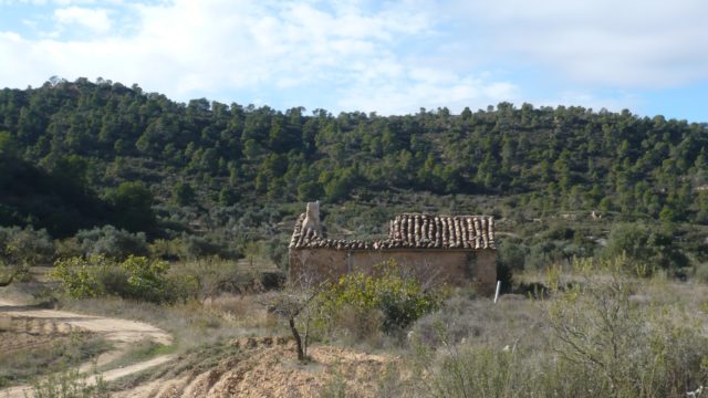 Olivar Con Masía en Maella