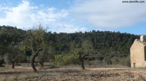 Detalle de Olivar Con Masía en Maella con olivos centenarios por 56.000€