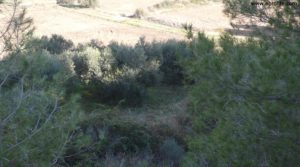 Huerta en Caspe a buen precio con olivos
