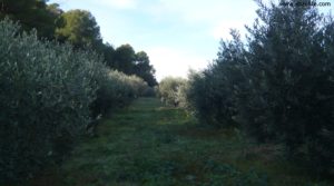 Vendemos Huerta en Caspe con olivos