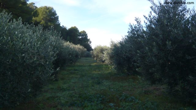 Huerta en Caspe