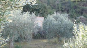 Huerta en Caspe a buen precio con olivos