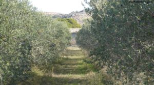 Detalle de Soto en Caspe con olivos