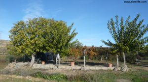 Detalle de Masia en la Huerta de Caspe con almendros