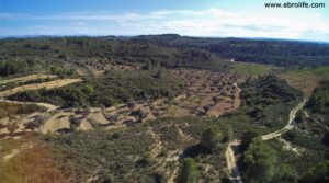 Se vende Finca en Calaceite con pinares